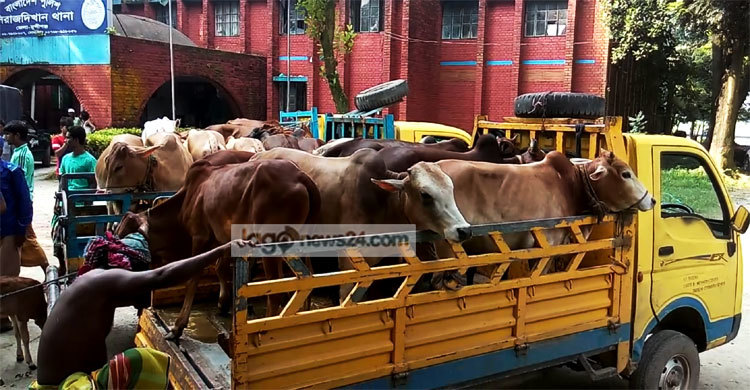 সিরাজদিখানে ২০ চোরাই গরু উদ্ধার