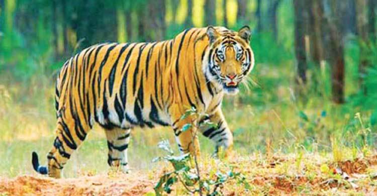 সুন্দরবনে বাঘের সংখ্যা জানে না বনবিভাগ