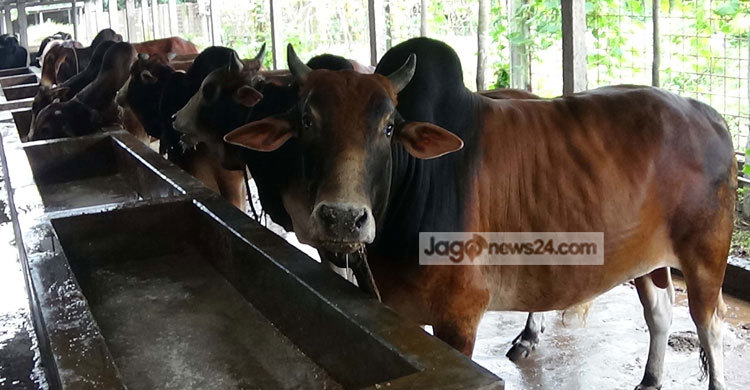 রাজবাড়ীতে প্রস্তুত ১৬ হাজার পশু