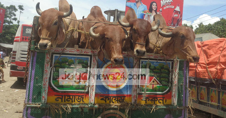 দৌলতদিয়ায় গরুর গাড়ির দীর্ঘ সারি
