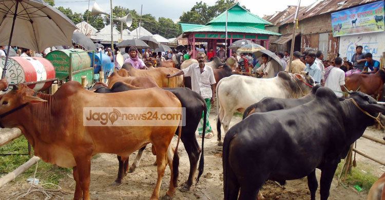 দেশি গরুতে আগ্রহ ক্রেতাদের