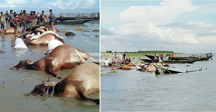 পদ্মায় গরু-মহিষ বোঝাই ট্রলার ডুবি