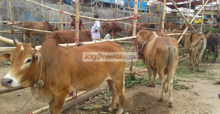 রাঙ্গামাটিতে কোরবানির পশুর হাটে মন্দাভাব