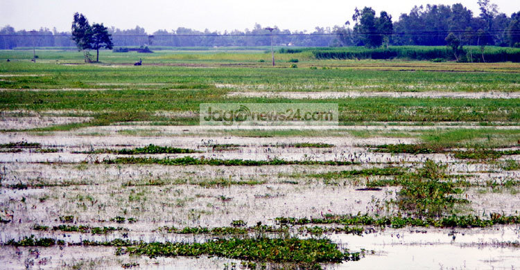 জলাবদ্ধতায় সিরাজগঞ্জে ৩শ হেক্টর জমি অনাবাদি