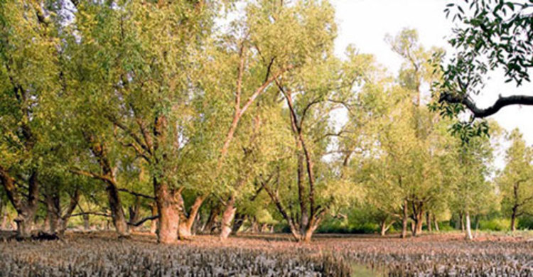 সুন্দরবনে র‌্যাব-বনদস্যু গোলাগুলি চলছে, আটক ২