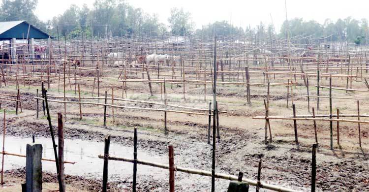 গোবিন্দাসী হাটে খাজনা বেশি, গরু নেই