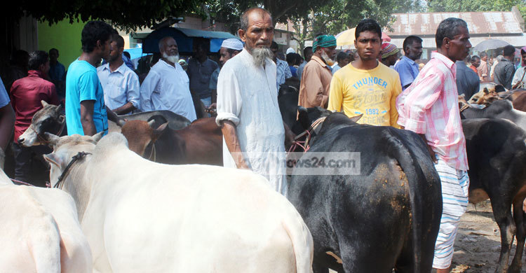 ঠাকুরগাঁওয়ের পশুর হাটে ক্রেতা কম, হতাশ খামারিরা