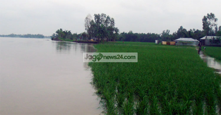 তিস্তার ভাঙনে ফসলের ব্যাপক ক্ষতি