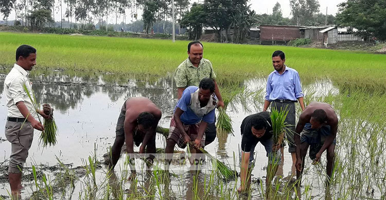 কৃষকের সঙ্গে চারা রোপণে ব্যস্ত জেলা প্রশাসক
