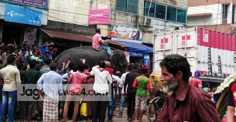 শক্তি দেখানোর সুযোগ হলো হাতির