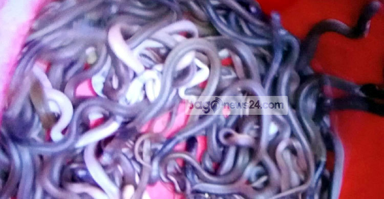 ঈশ্বরদীতে বসতঘরে আবারও ১০৯ গোখরা