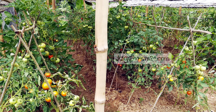 পাহাড় বদলে দিতে পারে সামার বারি-৮ টমেটো