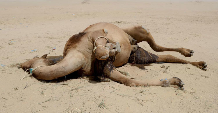 পিপাসায় প্রাণ গেল সীমান্তে আটকা শত শত কাতারি উটের