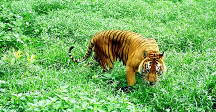 সুন্দরবন উপকূলে বাঘ আতঙ্ক
