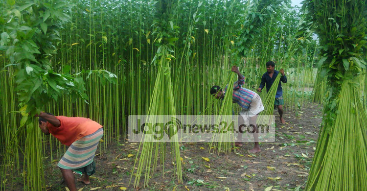 চিরিরবন্দরে পাটের দামে সন্তুষ্ট চাষিরা