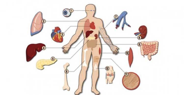 Cabinet clears human organ transplantation draft law