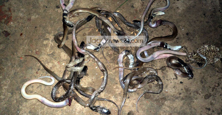 কুষ্টিয়ায় বসতবাড়ি থেকে আরও ১৬ গোখরা উদ্ধার