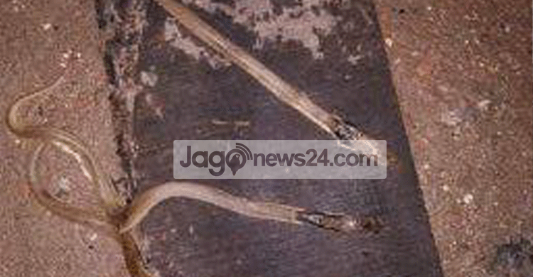 বিস্কুটের বাক্স থেকে বেরিয়ে এলো ১২ গোখরা