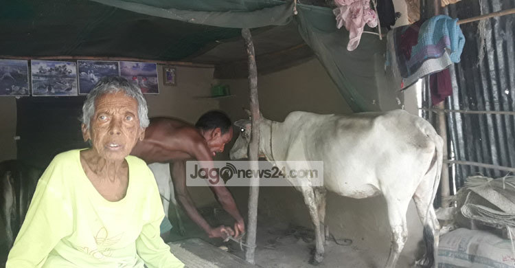 মানুষ গরু একসাথে বসতি সেখানে