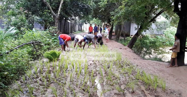 বেহাল সড়কে ধানের চারা রোপণ করে প্রতিবাদ