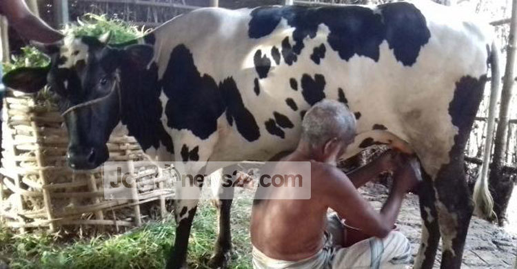 বাচ্চা ছাড়াই আড়াই কেজি করে দুধ দিচ্ছে গাভী