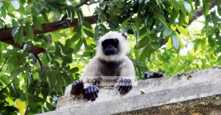 তাকে দেখতে উৎসুক জনতার ভিড়
