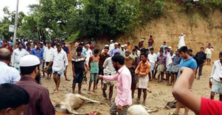 উখিয়ায় বিদ্যুৎস্পৃষ্টে ৫ গরুর মৃত্যু