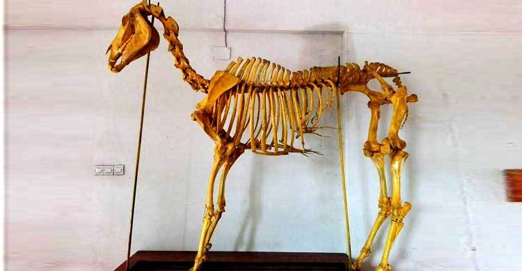 শেকৃবি শিক্ষার্থীদের ঘোড়ার কঙ্কাল তৈরি