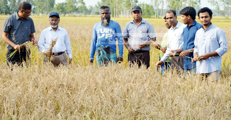 ক্ষতিগ্রস্ত ধান খেত পরিদর্শনে হাবিপ্রবি’র প্রতিনিধি দল