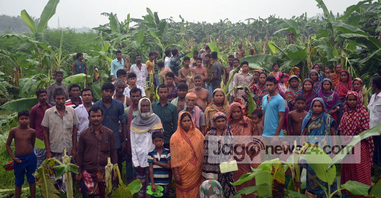 ভূমিহীনদের ১৫ হাজার কলার গাছ কেটে দিলো দুর্বৃত্তরা