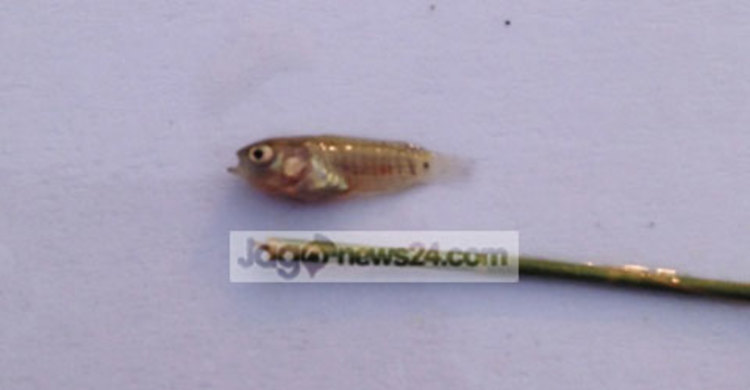 আবারও বাজারে দেখা মিলবে দেশি কই