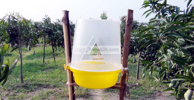 নওগাঁয় আম চাষে সেক্স ফেরোমন ট্র্যাপ