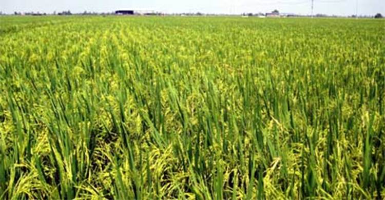 নওগাঁয় আউশ চাষে সোয়া কোটি টাকা প্রণোদনা