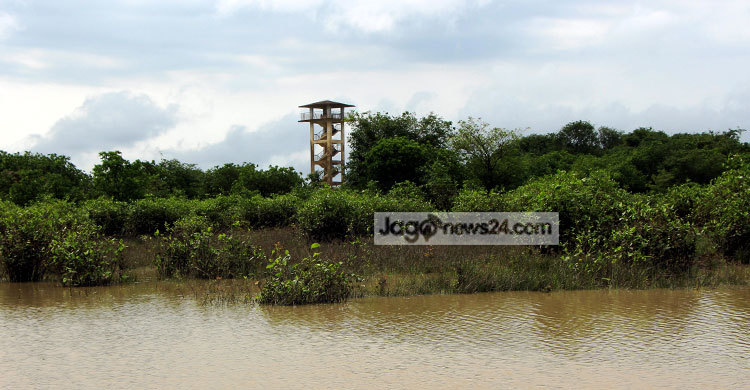 রাতারগুলের অপরূপ দৃশ্য (দেখুন ছবিতে)