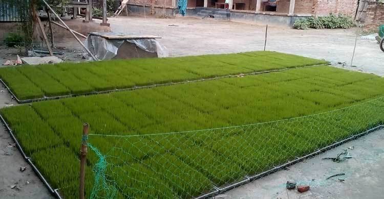 স্বল্প খরচে অধিক ফলনে কৃষকের মুখে হাসি  