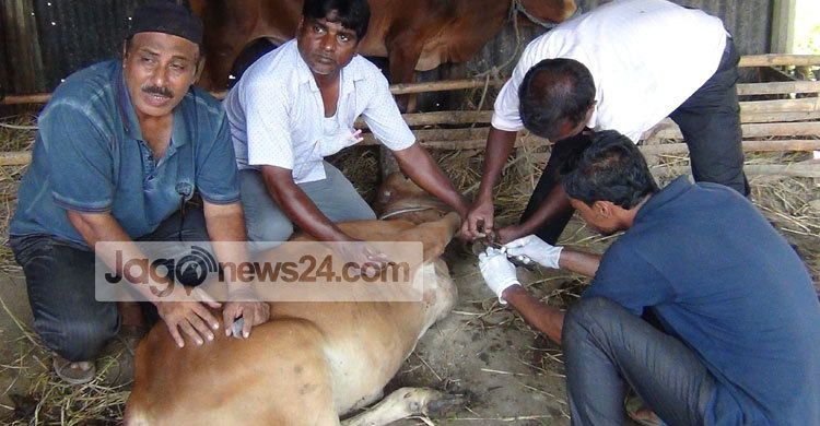 সিরাজগঞ্জে খুরারোগে ৪২ গরুর মৃত্যু