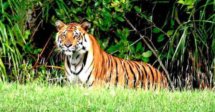 সুন্দরবনে বাঘের আক্রমণে মৌয়ালের মৃত্যু