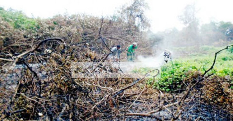 সুন্দরবনের আগুন নিয়ন্ত্রণে