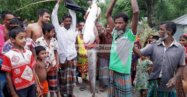 তিস্তায় ধরা পড়লো ২২ কেজি ওজনের বোয়াল