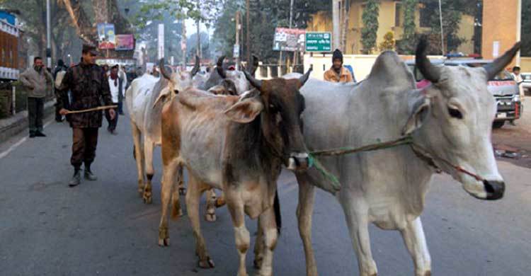ভারতীয় ১৫টি গরু আটক