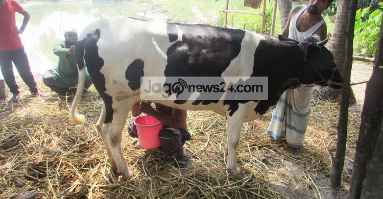 বাচ্চা প্রসব ছাড়াই দুই কেজি করে দুধ দিচ্ছে গাভী