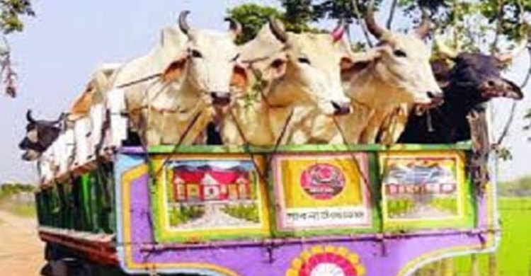 গরু বোঝাই ট্রাকের ধাক্কায় লেগুনার ৪ যাত্রী নিহত