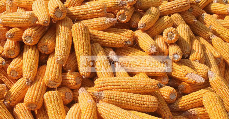 ঝিনাইদহে গমের পরিবর্তে ভুট্টা চাষ, ন্যায্য মূল্য দাবি