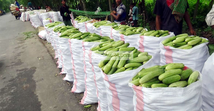 শসার কেজি ২ টাকা!