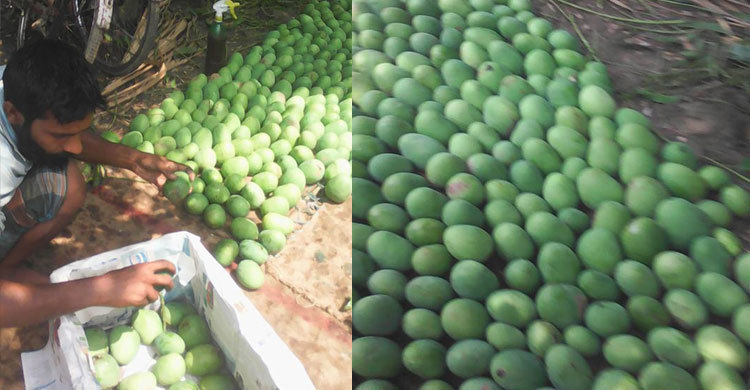 আম পাকাতে কার্বাইডের পরিবর্তে স্প্রে!