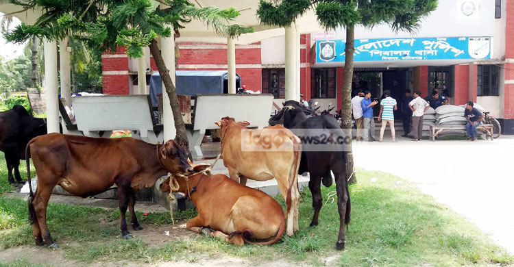 যমুনার চরে ডাকাতবিরোধী অভিযান, ১৫ গরু উদ্ধার