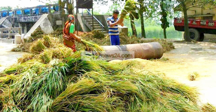 বছর শুরুর বৃষ্টিতে তিস্তা এলাকায় ধানের বাম্পার ফলন