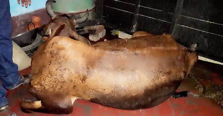 খাটের নিচ থেকে অচেতন গাভি উদ্ধার