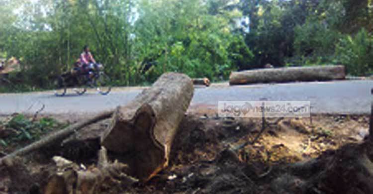 গাছ নিয়ে মুখোমুখি জেলা পরিষদ ও পানি উন্নয়ন বোর্ড