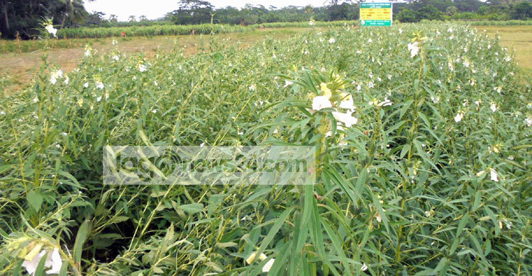 তিল চাষে আগ্রহ বাড়ছে কৃষকদের